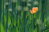 Lone Orange Tulip_53552
